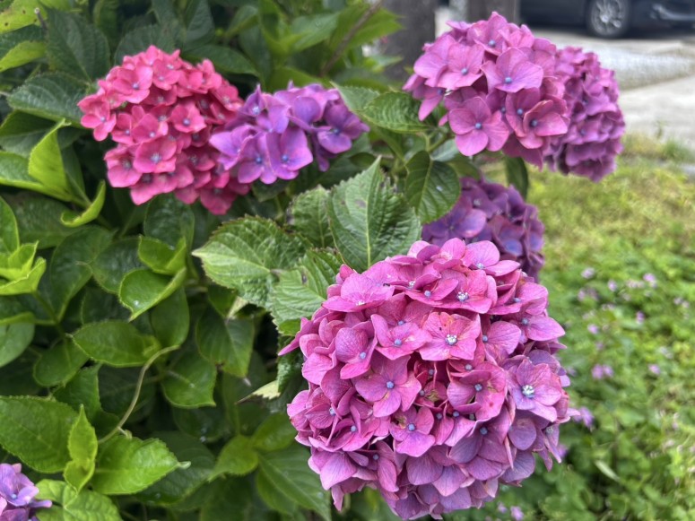 S__24043536_0
